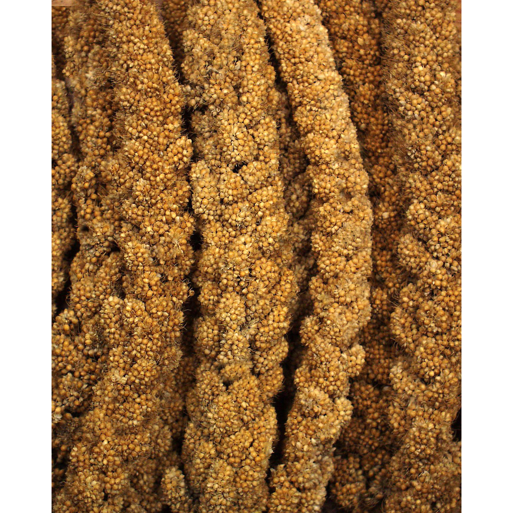 JR Farm Snacks JR Farm gelbe Kolbenhirse 1,5 kg