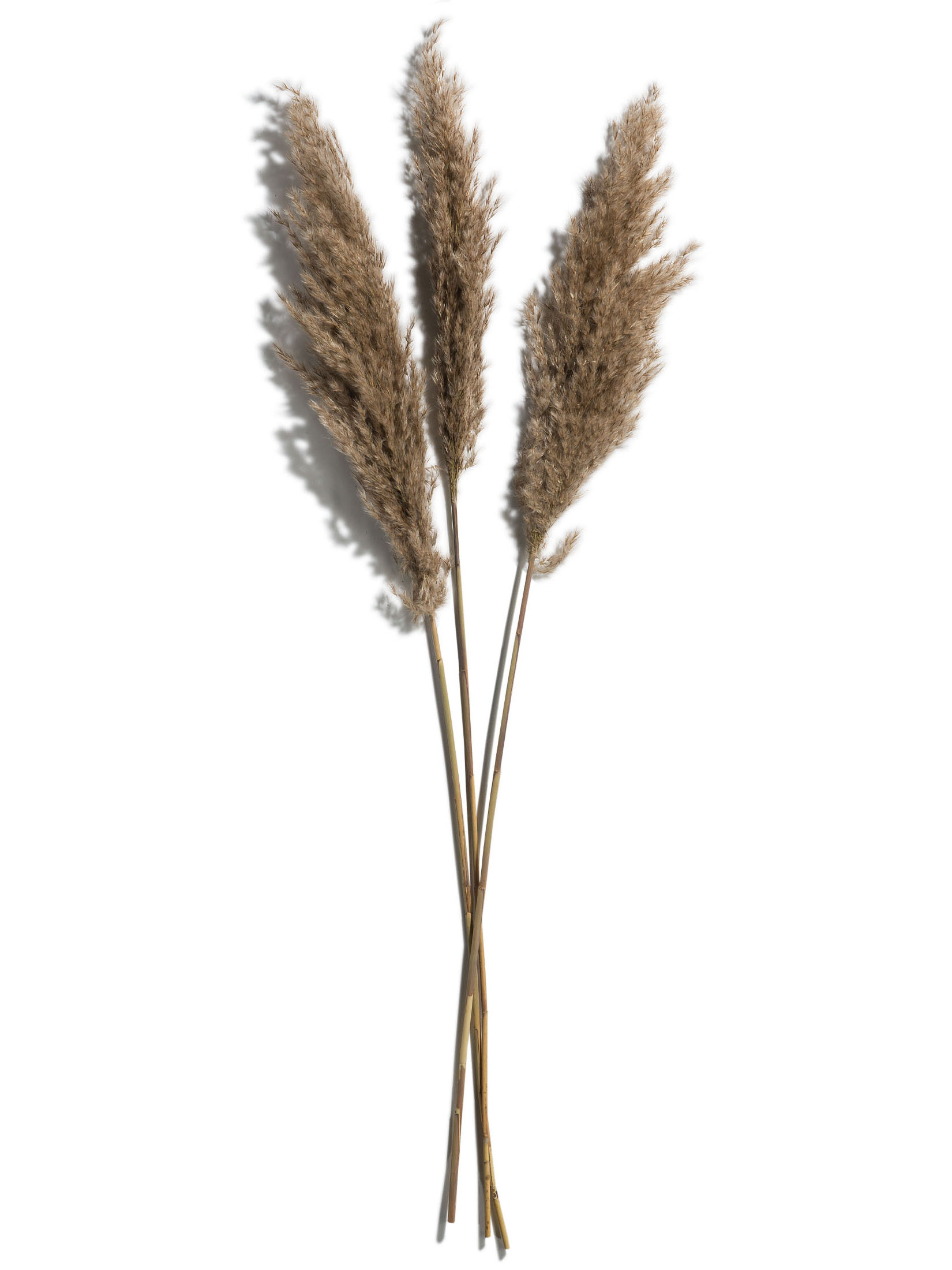 Pampasgrasbündel 3er Trockenblume, Natur