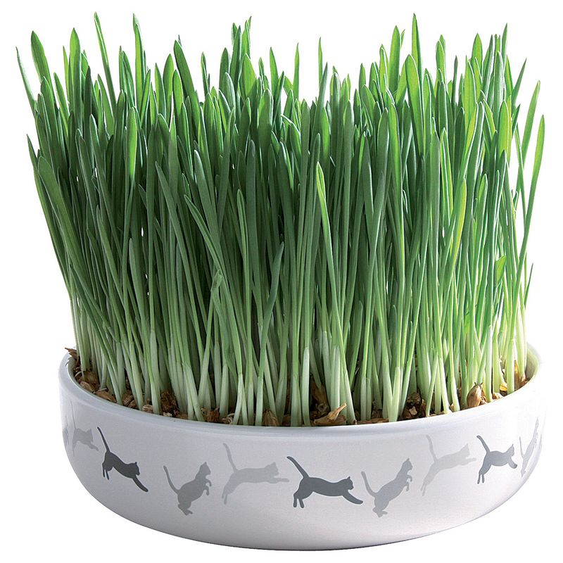 Trixie Keramikschale mit Katzengras zu TOP-Preisen
