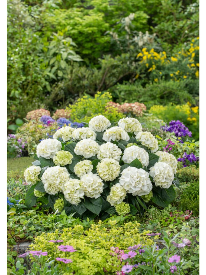 OH2 6-er: Set Hortensie (Hydrangea macrophylla) in Weiss günstig kaufen onesize
