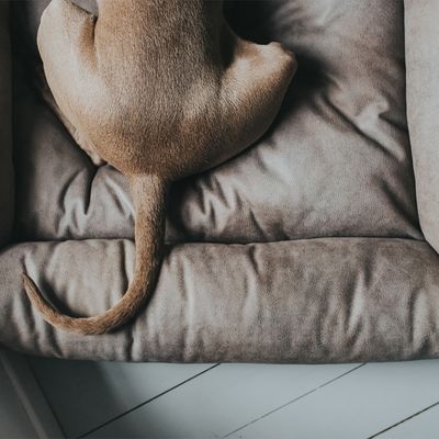 Hunter Hundesofa Bologna, stein