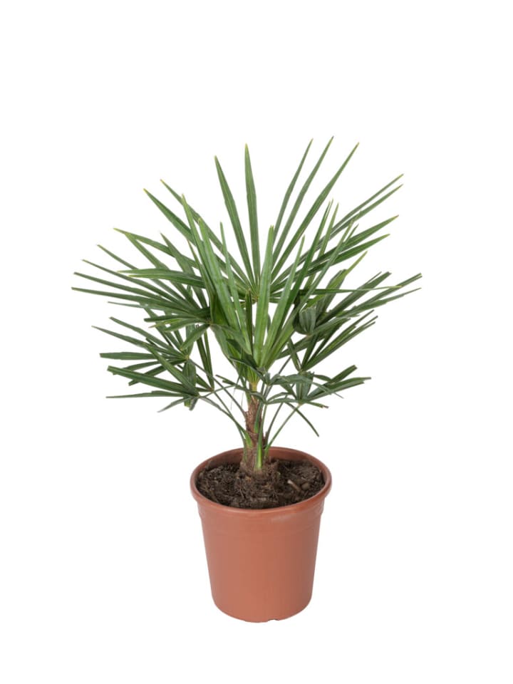 OH2 Trachycarpus fortunei Groß in Grün günstig kaufen onesize