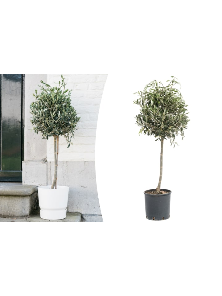 OH2 Olivenbaum in Grün günstig kaufen onesize