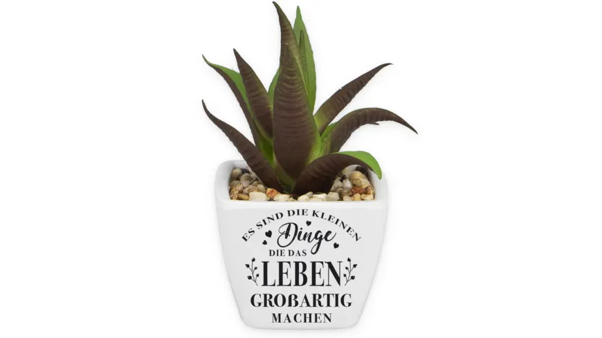 H&H Sukkulenten - Es sind die…
