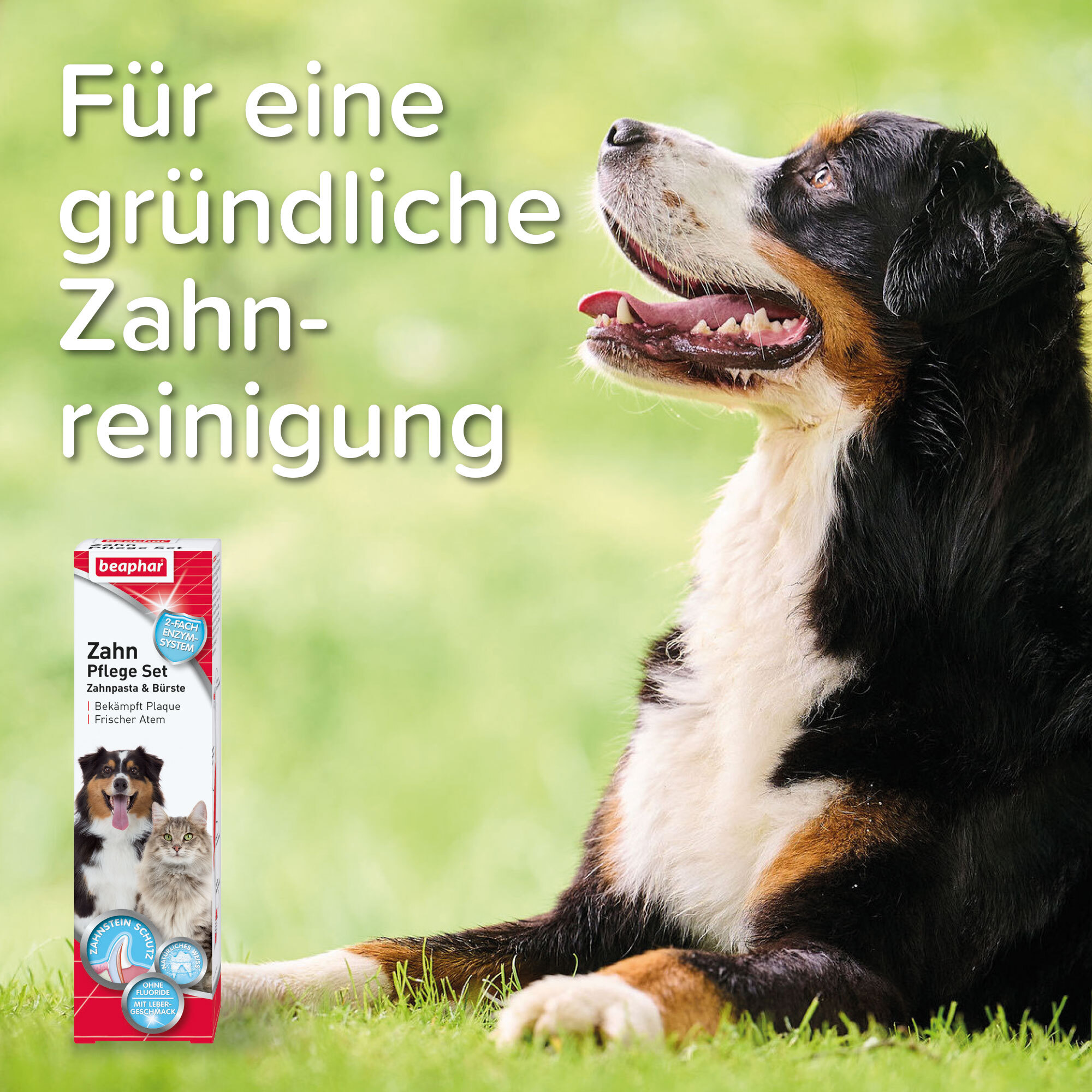Beaphar Zahnpflege Beaphar Zahnpasta & Zahnbürste