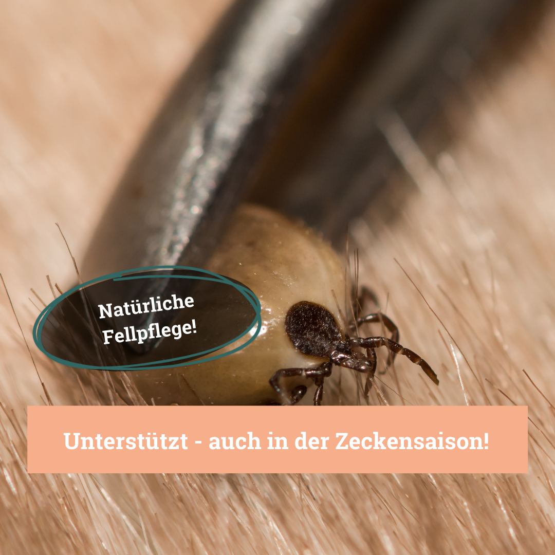 BeG Buddy Fellpflege BeG Buddy Fellspray Zecke