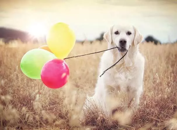 Puzzle 500 Teile - Luftballonparty