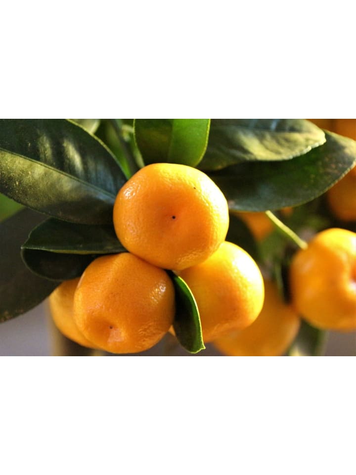 OH2 4er-Set Pflanzen Citrus Mix in Bunt günstig kaufen onesize