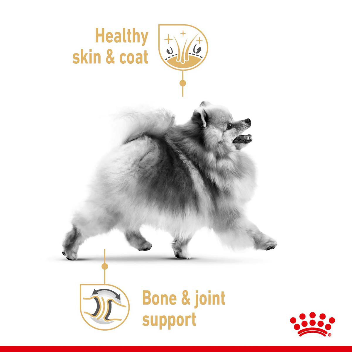 ROYAL CANIN POMERANIAN ADULT MOUSSE Feuchtnahrung für ausgewachsene Zwergspitze (>8 Monate) 12x85