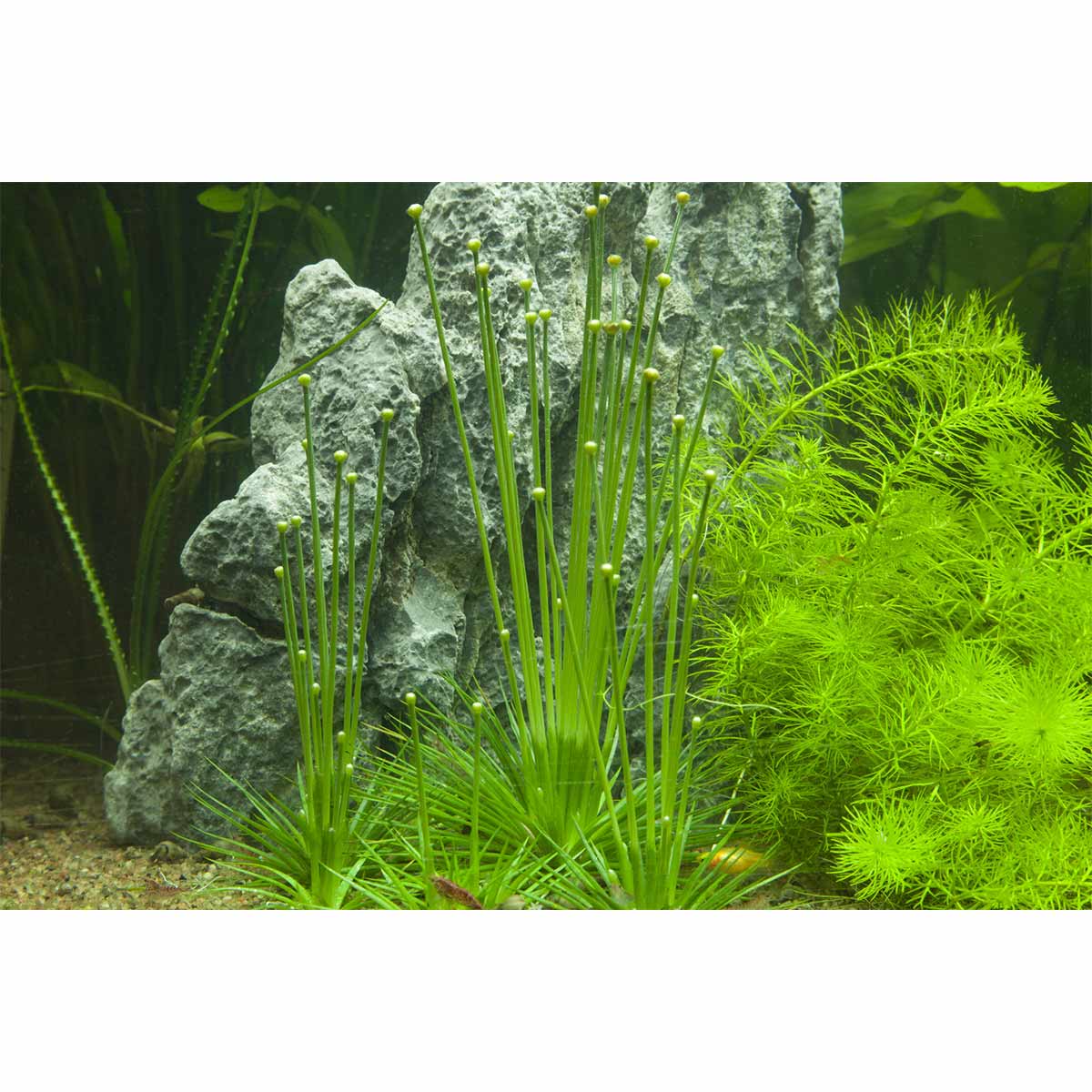 Tropica Aquariumpflanze Eriocaulon cinereum kaufen