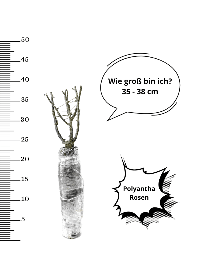 OH2 6er-Set: Rosen Polyantha in Bunt  günstig kaufen onesize