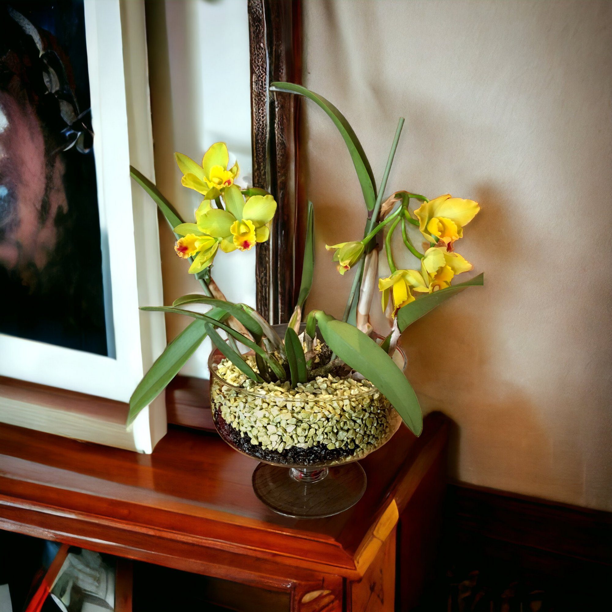 colomi Pflanzgranulat Spezial Pflanzboden für Orchideen - patentiert weiss, mit Ionenaustauscher, 1 Liter