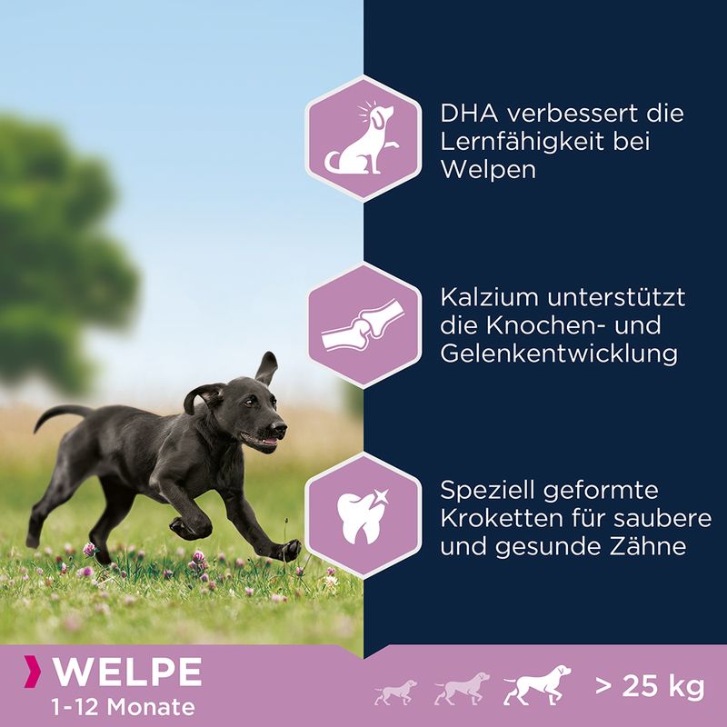 Eukanuba Puppy Large Breed Huhn
