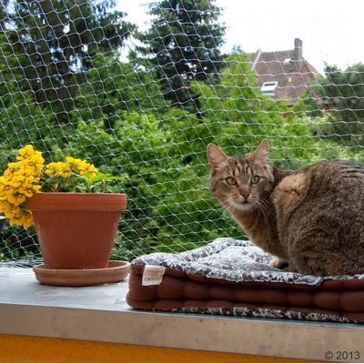 Katzenschutznetz transparent