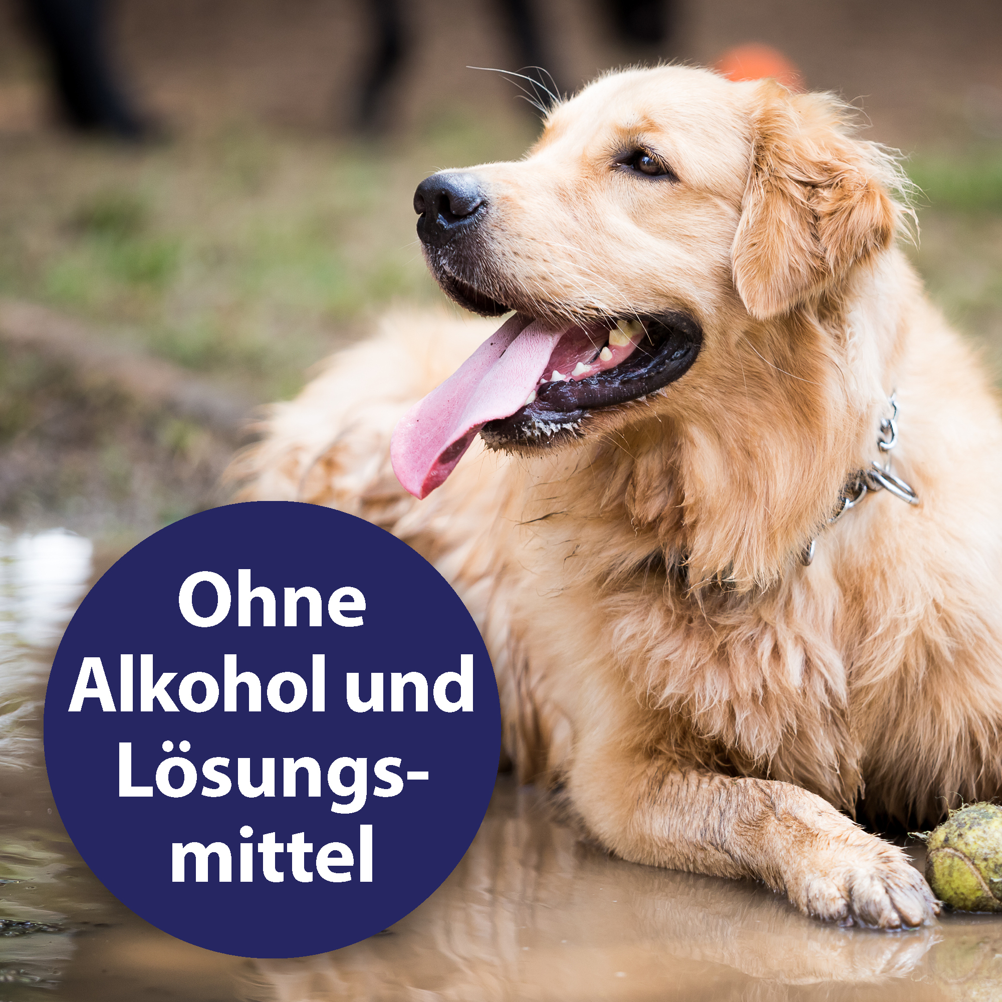 Canosept Fellpflege Canosept Fellpflegespray für Hunde 250 ml