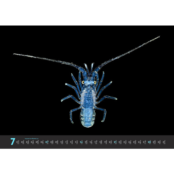 TIEFSEEWESEN 2024 - Kalender