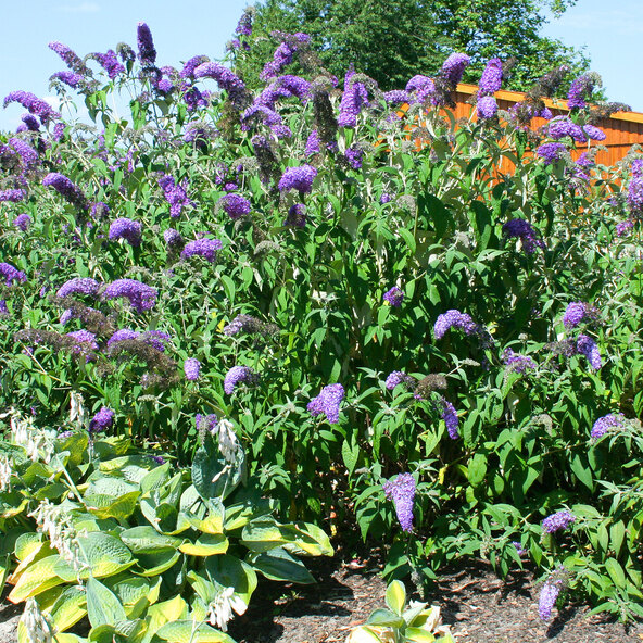 Schmetterlingsflieder „Lila Blühwunder“