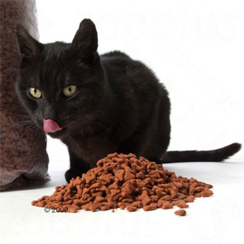 Pitti Cats Dinner Geflügel zu TOP-Preisen % | bitiba