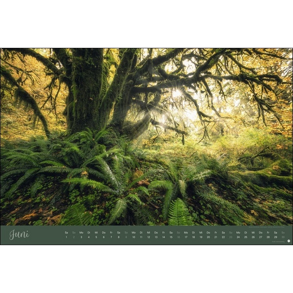 ZAUBERWÄLDER EDITION KALENDER 2024. WANDKALENDER XL - Kalender