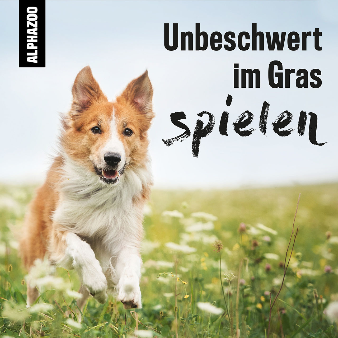ALPHAZOO Floh- & Zeckenmittel ALPHAZOO Abgegrast Grasmilben Spray für Hunde & Katzen I Starkes Mittel gegen Milben 500 ml