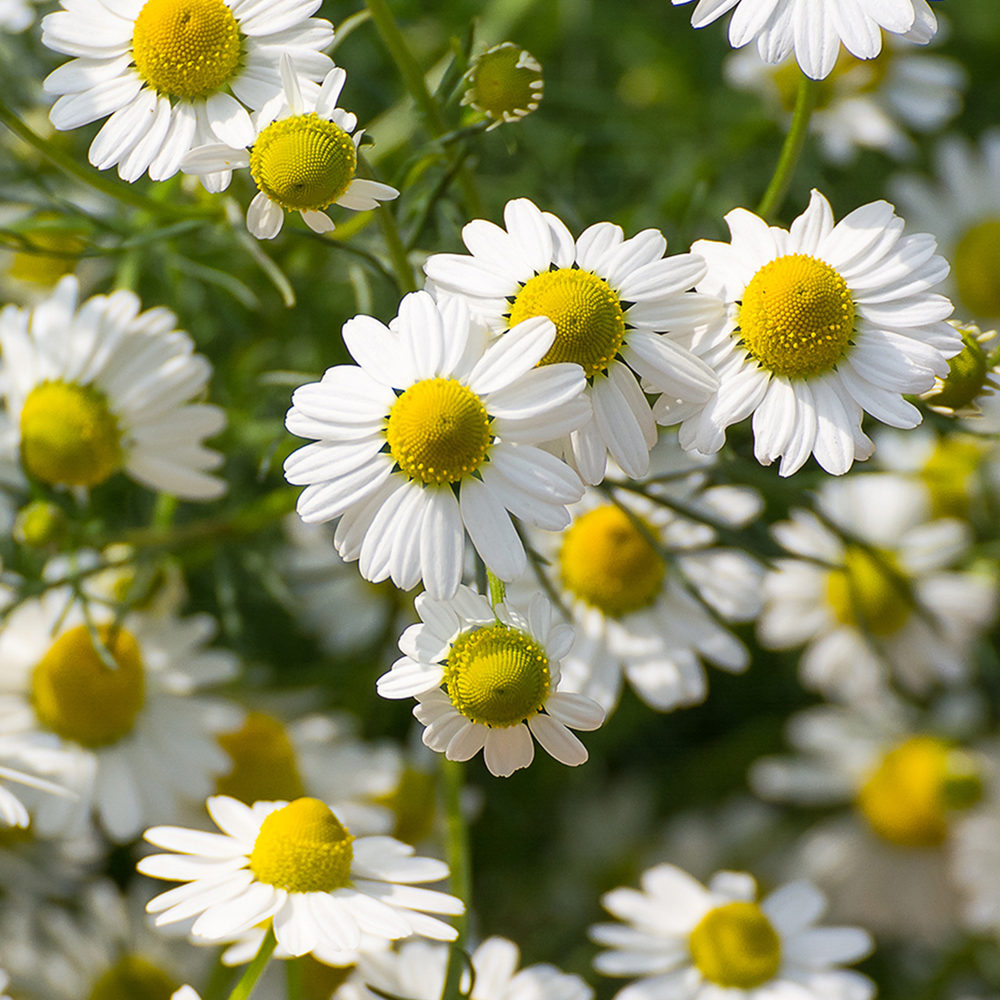 Rausch Entwirr-Spray mit Schweizer Kräutern 100 ml
