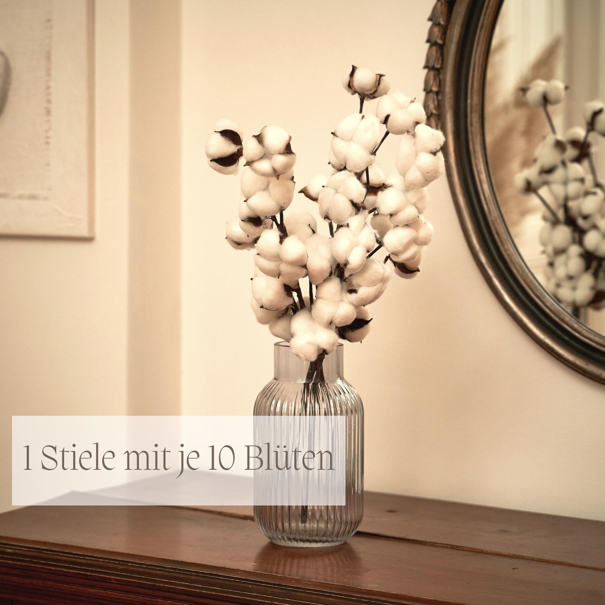 Trockenblume Echter Baumwollzweig - Baumwolle Zweig, Trockenblumen, Pampasgras Deko Baumwollzweig, Nina-Maria's Deko Gold, Höhe 53 cm, jeder Stiel hat 10 Köpfe