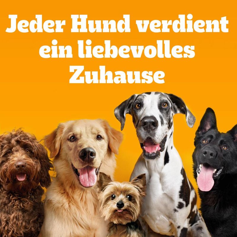 Pedigree Adult mit Fisch & Gemüse