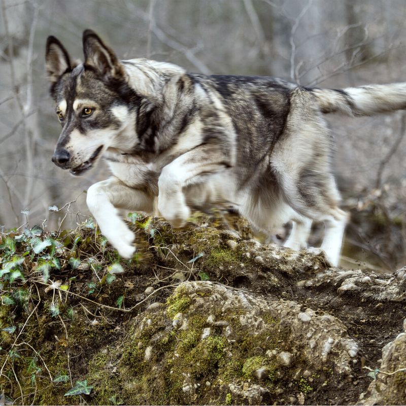 Wolf of Wilderness Training “Explore the Green Fields' Huhn & Lamm