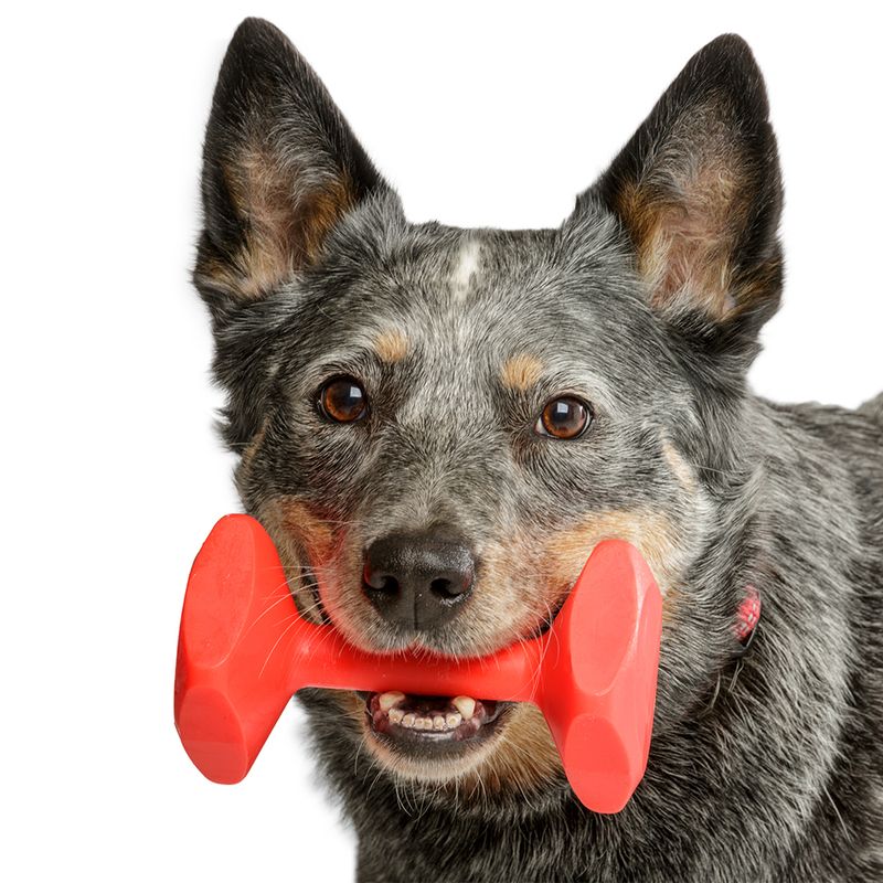 Company of Animals Training Dumbbell, rot zu TOP-Preisen | bitiba