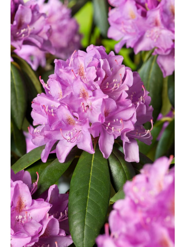 OH2 3er-Set: Rhododendron Roseum Elegans in Rosa günstig kaufen onesize