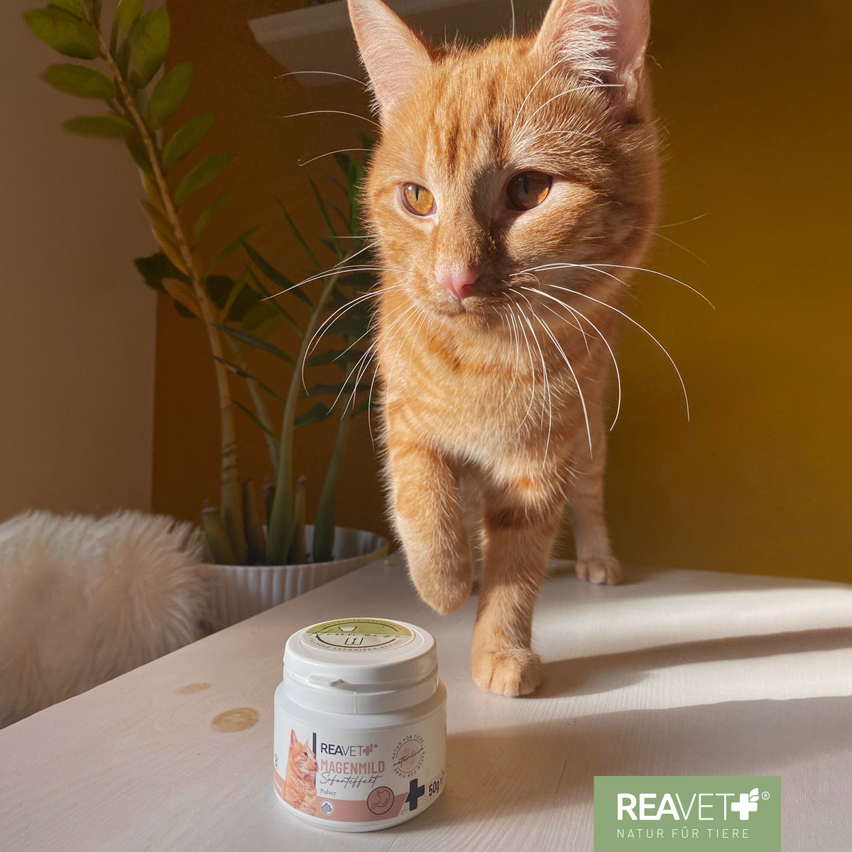 REAVET Ergänzungsfutter & Aufzucht REAVET Magenmild Pulver 50g