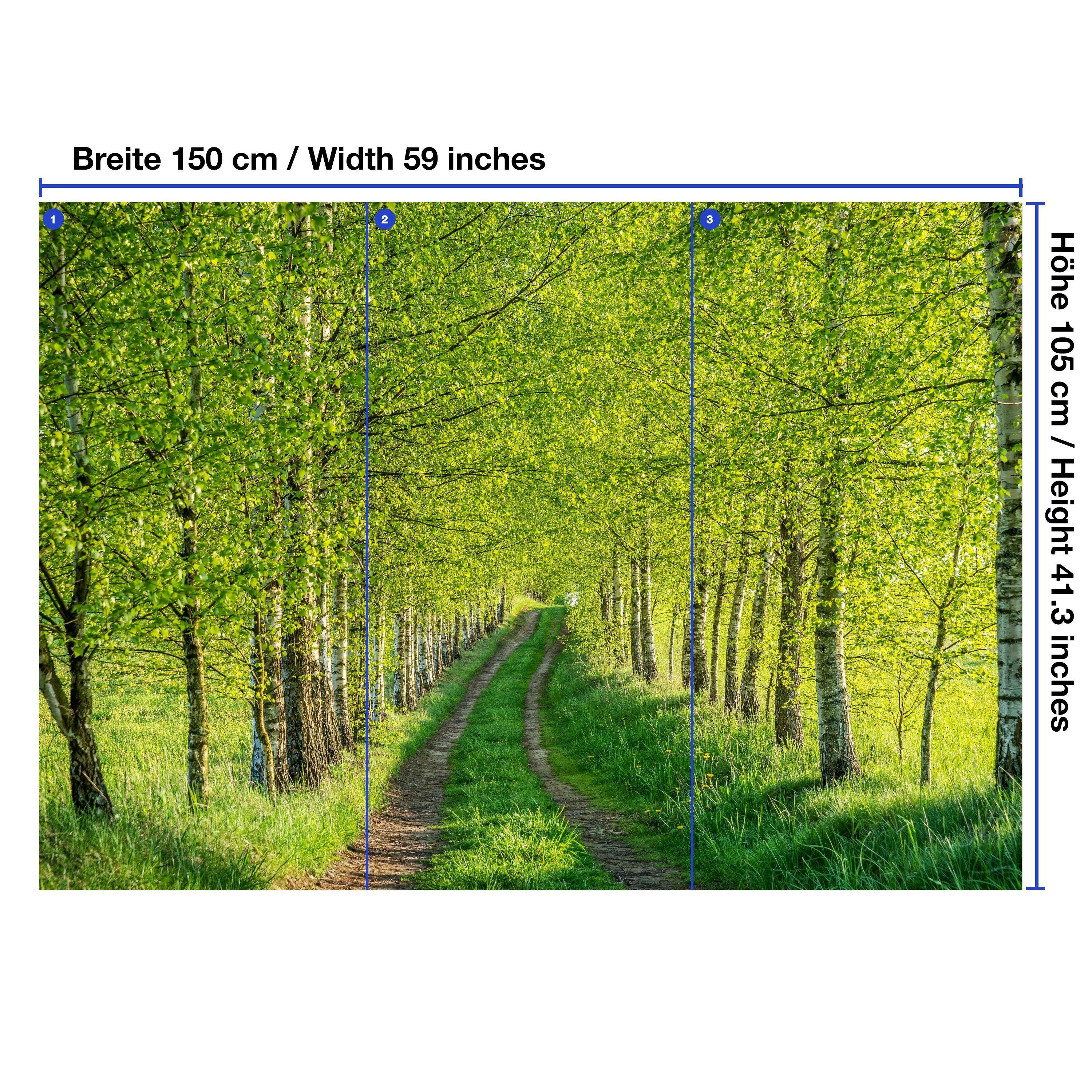 wandmotiv24 Fototapete Birkenwald Wege Bäume Gräser, glatt, Wandtapete, Motivtapete, matt, Vliestapete