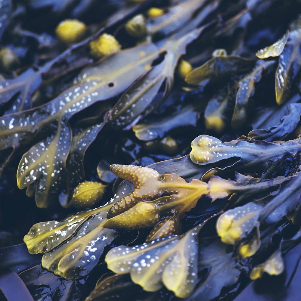 Rausch Anti-Fett-Shampoo mit Meerstang 40 ml