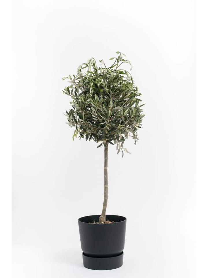 OH2 Olivenbaum in Grün günstig kaufen onesize