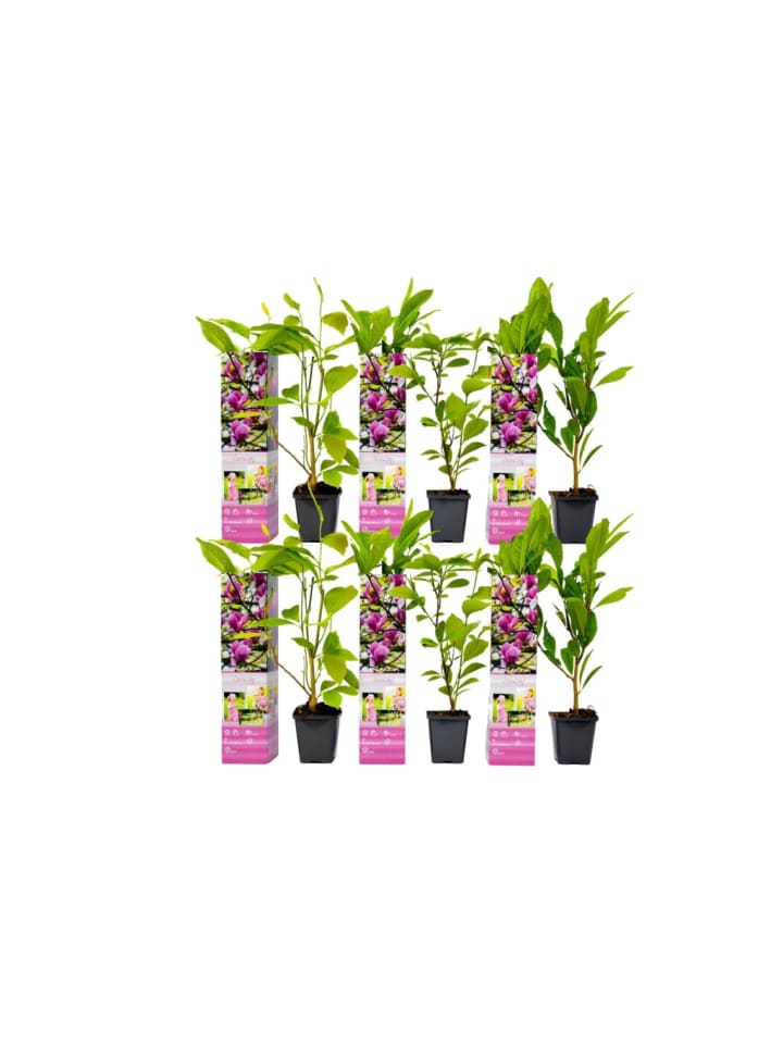 OH2 6-er: Set Magnolien Susan in Rosa günstig kaufen onesize