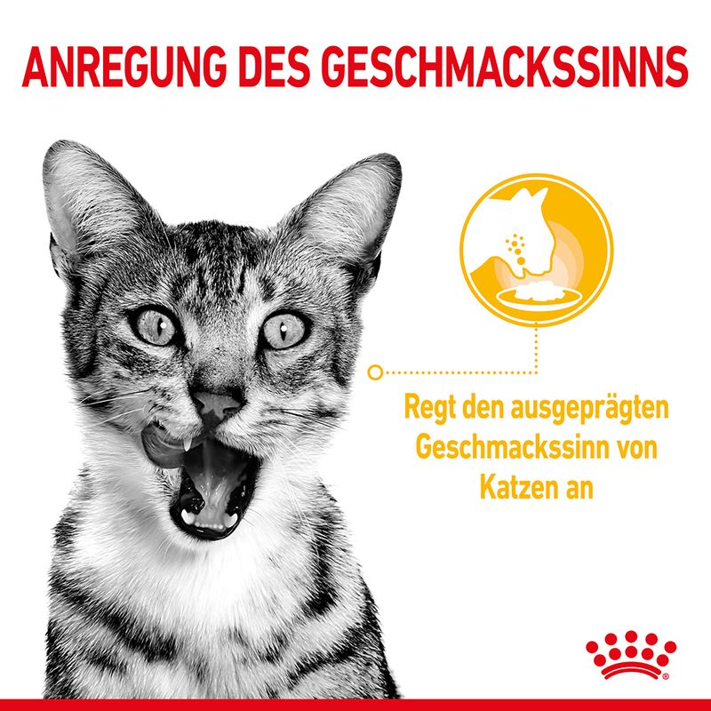 Royal Canin Sensory Taste in Soße zu TOP-Preisen