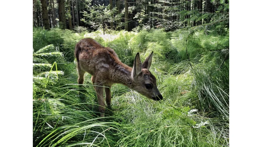 HEIMAT NATUR