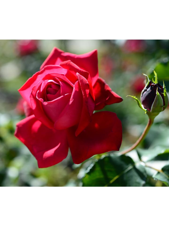 OH2 3er-Set Großblütige Rosen in Rot günstig kaufen onesize