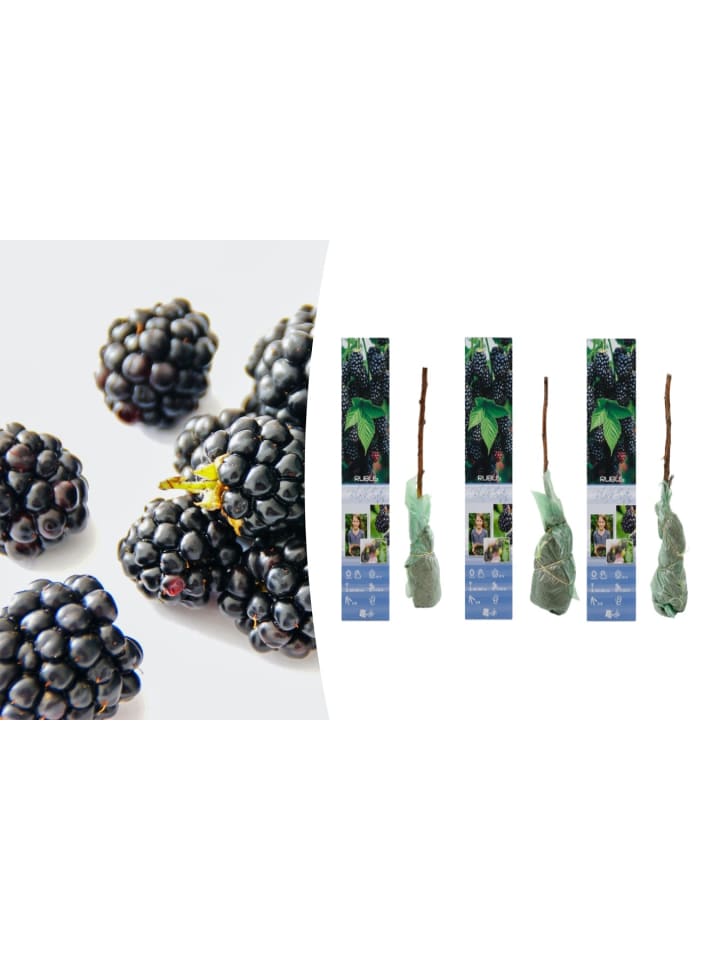 OH2 3er-Set Brombeeren in Schwarz günstig kaufen onesize