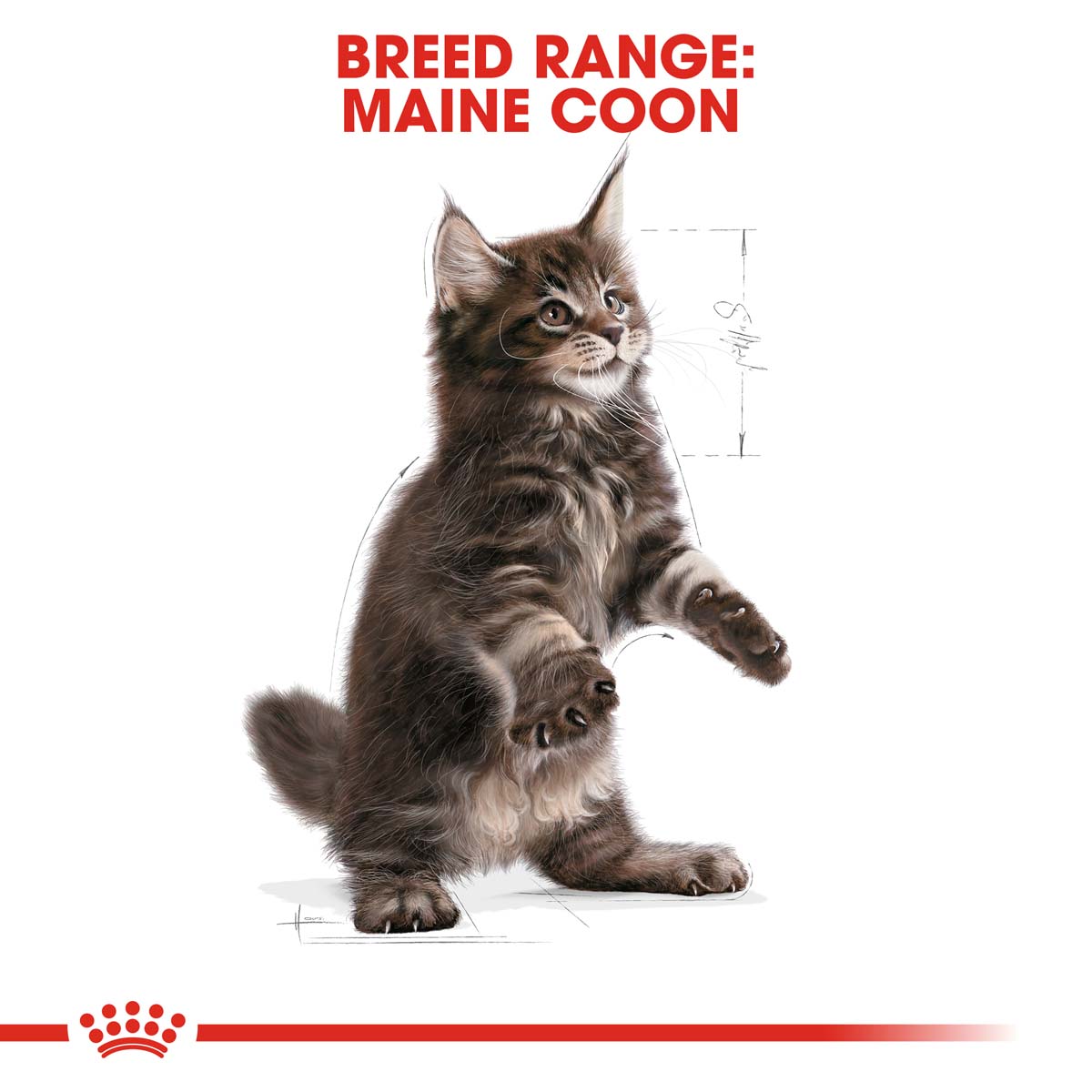 ROYAL CANIN KITTEN Maine Coon 4kg + Kitten in Soße 12x85g