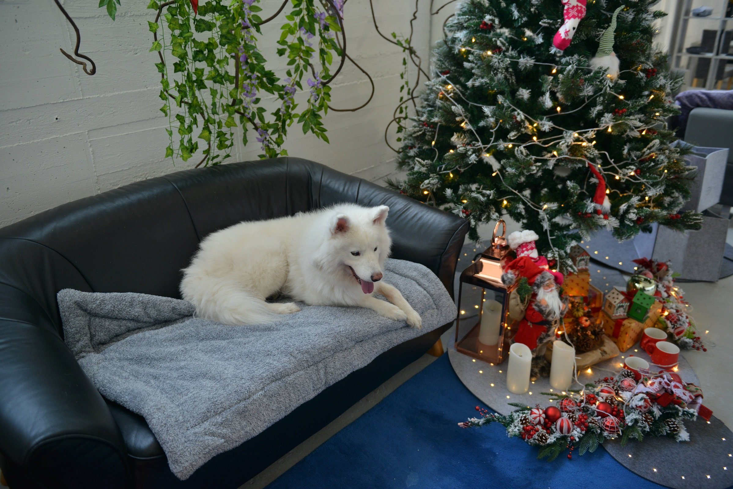 RAIKOU Tierdecke Haustierbett / Hundebett / Haustierbedarf /Haustierdecke kuschelig, Plüsch, verschiedene Größen und Farben,super weich und rutschfest