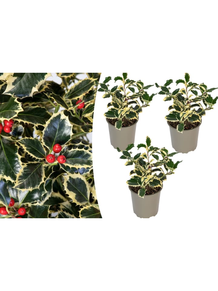 OH2 3er-Set Ilex aquifolium 'Argentea Marginata in Grün günstig kaufen onesize