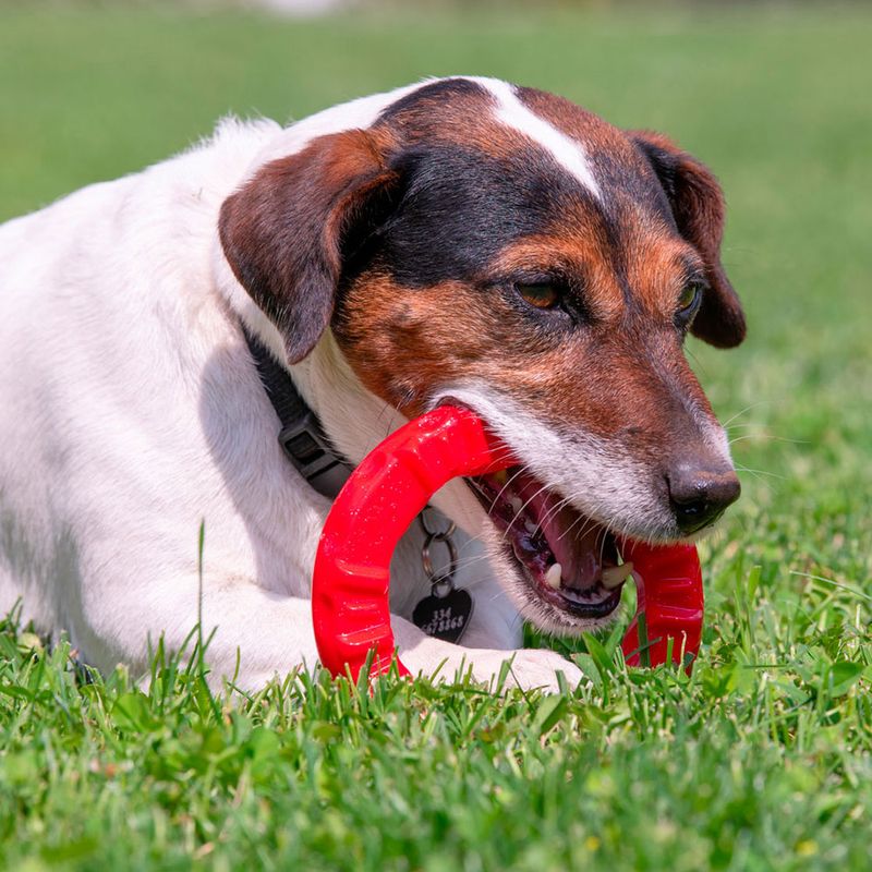 Ferplast Smile Kauring, rot zu TOP-Preisen