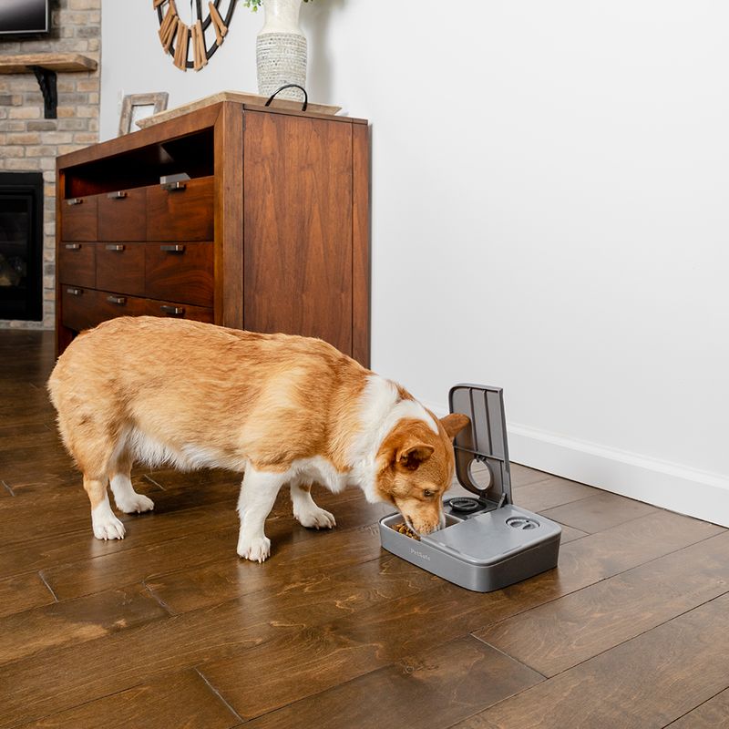 PetSafe Futterautomat für 2 Mahlzeiten zu TOP-Preisen | bitiba %