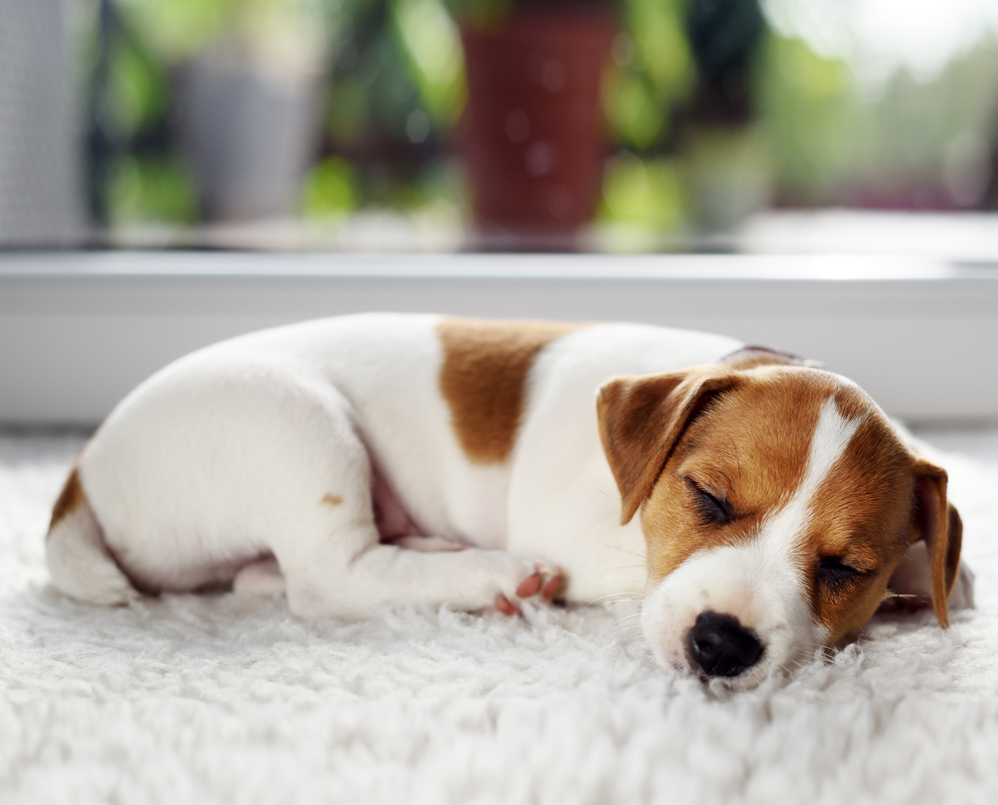 THE DOG IDEA Fellpflege THE DOG IDEA Welpenbürste mit Naturborsten