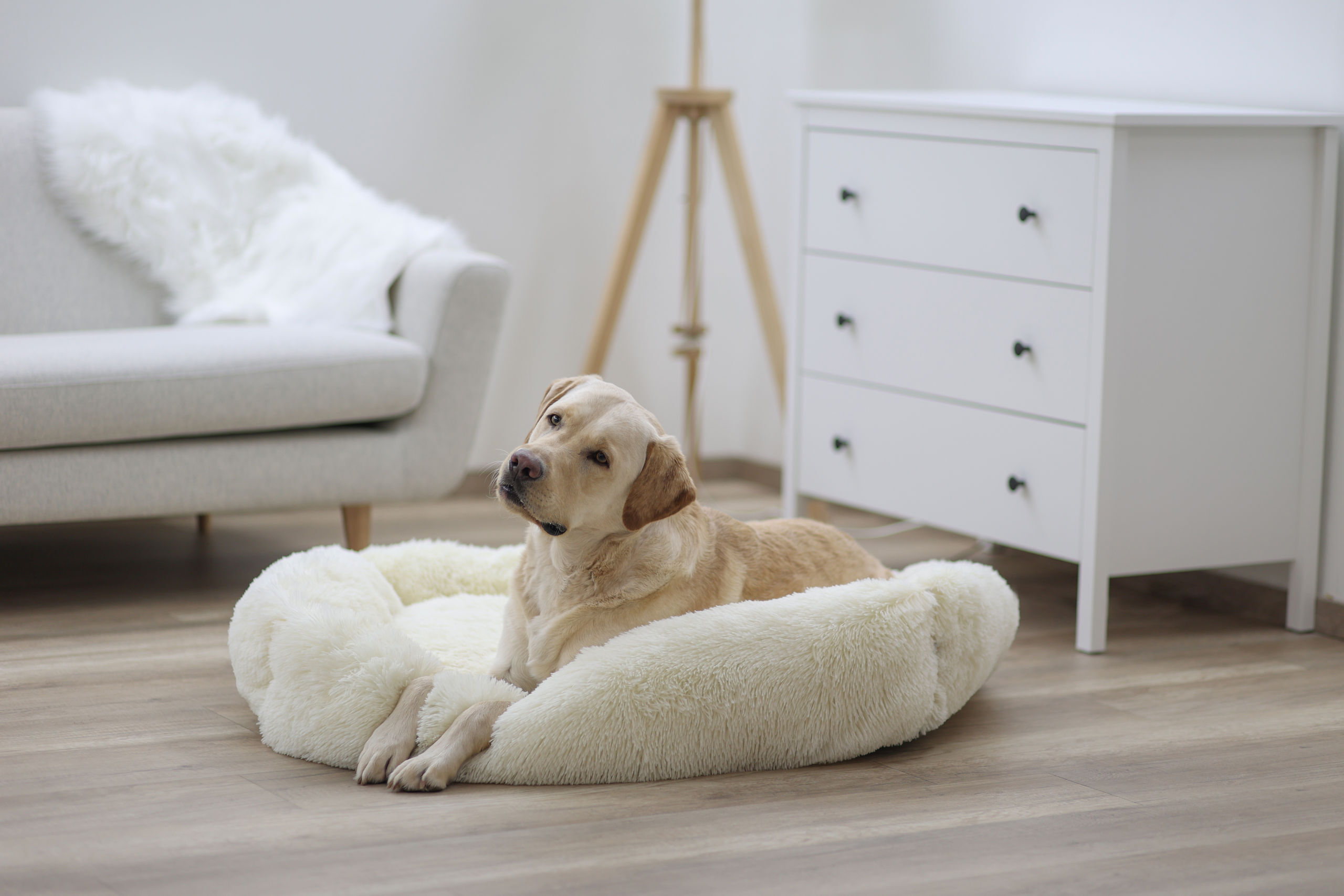 Kerbl Hundebetten Kerbl Pet Kuschelbett Fluffy, Creme, Eckig, 80x60cm
