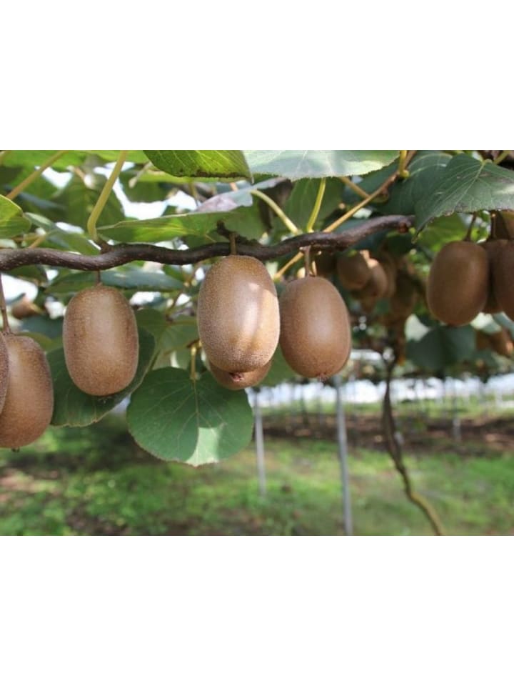 OH2 6er-Set: Kiwi Jenny in Grün günstig kaufen onesize