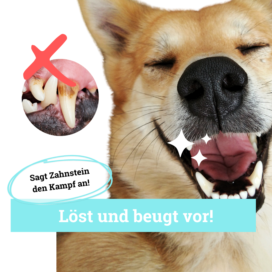 BeG Buddy Zahnpflege BeG Buddy Zahn weiß Dental Spray Hund, Zahnpflege & Maulhygiene