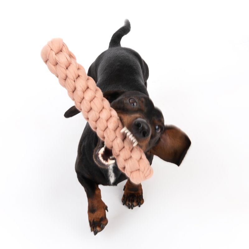 Modern Living Hundespielzeug Tarifa zu TOP-Preisen