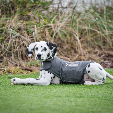 Thundershirt Hundewesten Thundershirt Beruhigungsweste grau XL
